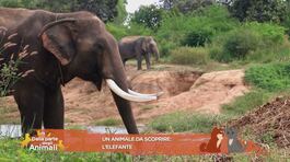 Animali da scoprire: l'elefante thumbnail