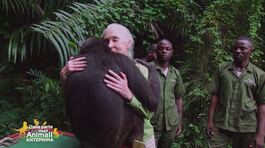 Jane Goodall, una vita dedicata agli scimpanzè thumbnail