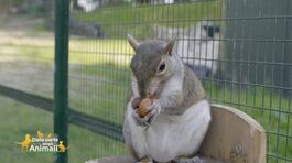 Gli scoiattoli grigi thumbnail