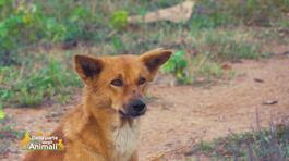 Un animale da scoprire: il dingo thumbnail