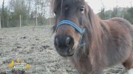 La pony Hera di circa 3 anni thumbnail