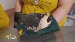 Il recupero di un falco pellegrino thumbnail
