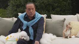 Silvio Berlusconi sugli allevamenti intensivi thumbnail