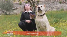 Imita il tuo cane thumbnail