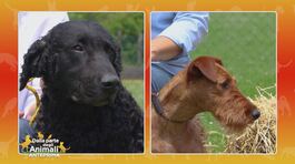 Curly Coated Retriever vs Irish Terrier thumbnail