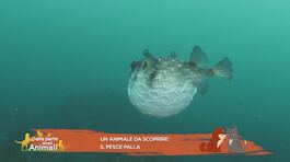 Un animale da scoprire: il pesce palla thumbnail