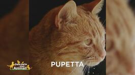 E' stata smarrita Pupetta thumbnail
