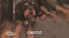 Chicco si è perso thumbnail