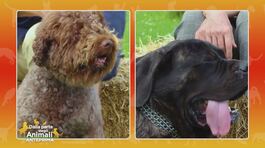 Mastiff vs. Lagotto romagnolo thumbnail