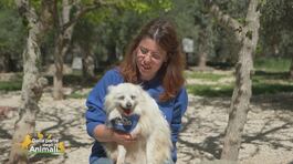 Chicca thumbnail