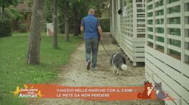 Viaggio nelle Marche con il cane thumbnail