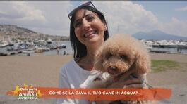 Come se la cava  il tuo cane in acqua? thumbnail