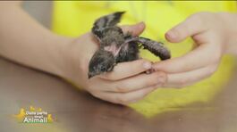 Gli animali del bosco thumbnail