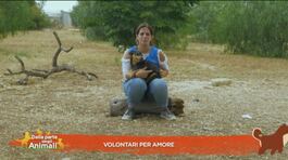 Volontari per amore thumbnail