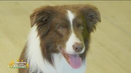 Pet lovers in azione! thumbnail