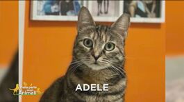 Si è smarrita Adele thumbnail