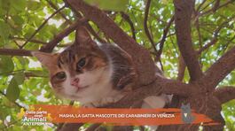 Masha, la gatta mascotte dei carabinieri di Venezia thumbnail