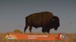 Un animale da scoprire: il bisonte thumbnail