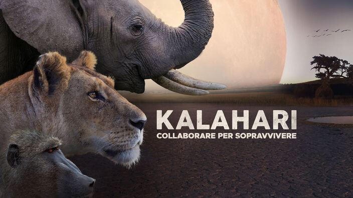 Kalahari - Collaborare per sopravvivere