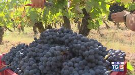 Gusto di Vino: vitigno di Barbera thumbnail