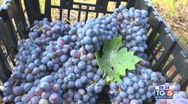 Il vino italiano "vola", tra gli autoctoni migliori c'è il Primitivo di Manduria thumbnail