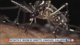Caldo infinito, boom di insetti thumbnail