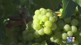 Gusto Di Vino: Il Verdicchio thumbnail