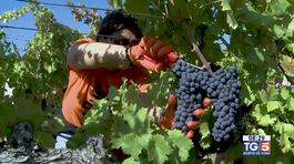 Gusto DiVino: La vendemmia in Umbria thumbnail