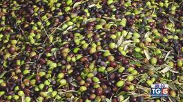 Gusto di Vino: la raccolta delle olive thumbnail