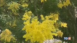 Siccità, le mimose care e introvabili thumbnail