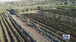 Gusto DiVino: vini dell'Etna thumbnail