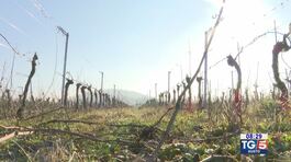 Gusto Di Vino: il fieno e la produzione del vino thumbnail