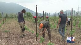 Gusto DiVino: viticoltori sui Colli di Luni thumbnail