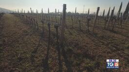 Gusto di Vino: la viticoltura thumbnail