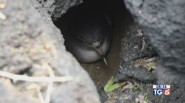 L'habitat della Berta Maggiore thumbnail