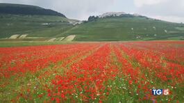 Spettacolo fioritura. Boom della bicicletta thumbnail