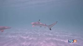 Squali in caccia vicino alle spiagge degli Usa thumbnail