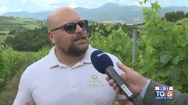 Gusto di Vino: il Verdicchio di Montagna thumbnail