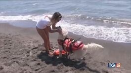 Cani bagnini, eroi del mare thumbnail