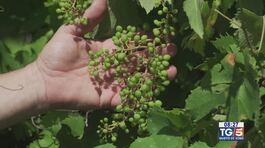 Gusto di Vino: il vino Casavecchia thumbnail