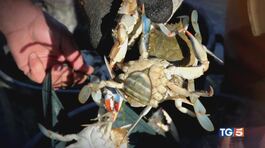 Guerra ai granchi blu, i predatori in padella thumbnail