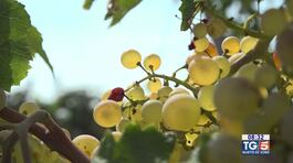 Gusto di Vino -  Il pecorino thumbnail