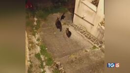 Uccisa orsa Amarena, "E' un atto criminale" thumbnail