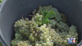 Gusto di Vino: il Friulano thumbnail