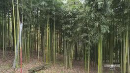 Il bambù thumbnail