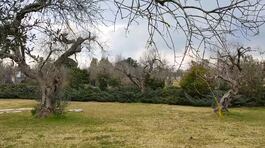 Xylella, nessun risarcimento thumbnail
