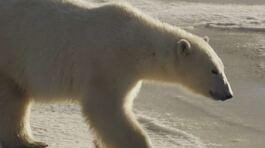 Salviamo l'orso polare thumbnail