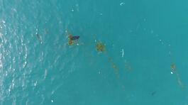 In difesa di oceani e specie marine thumbnail