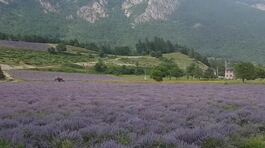 Siccità, a rischio anche la lavanda thumbnail