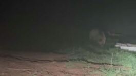 L'orso arriva sulla pista ciclabile thumbnail